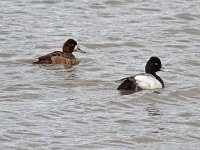 Lesser Scaup
